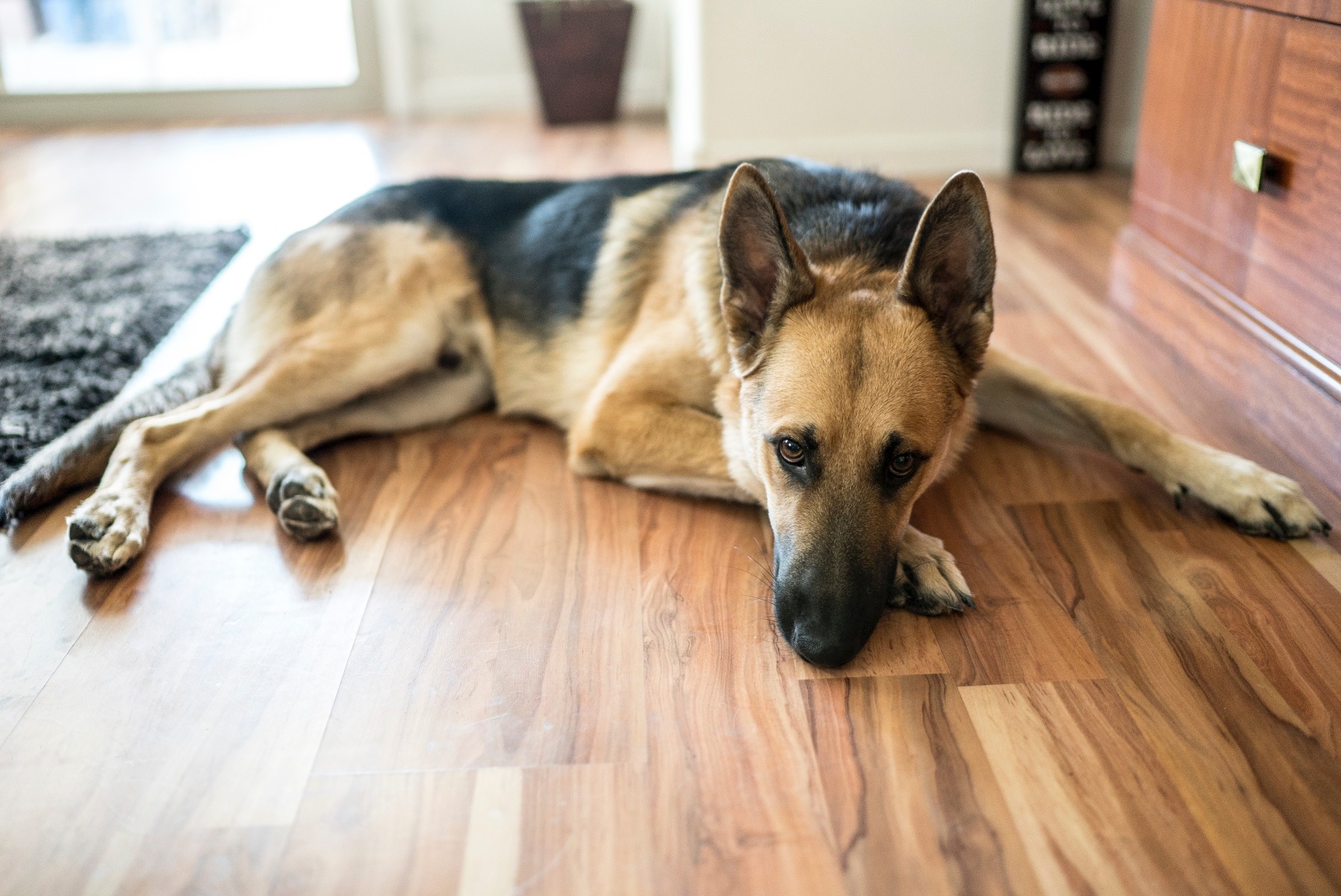 5 Flooring Options for Homes with Pets